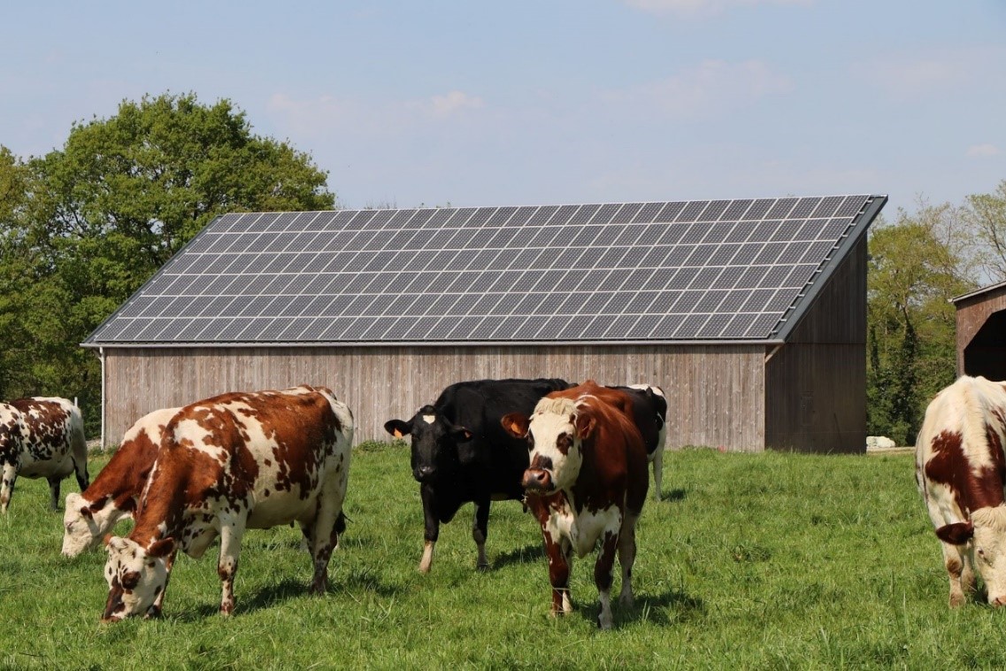 Troupeau de vaches laitières biologiques en Bretagne