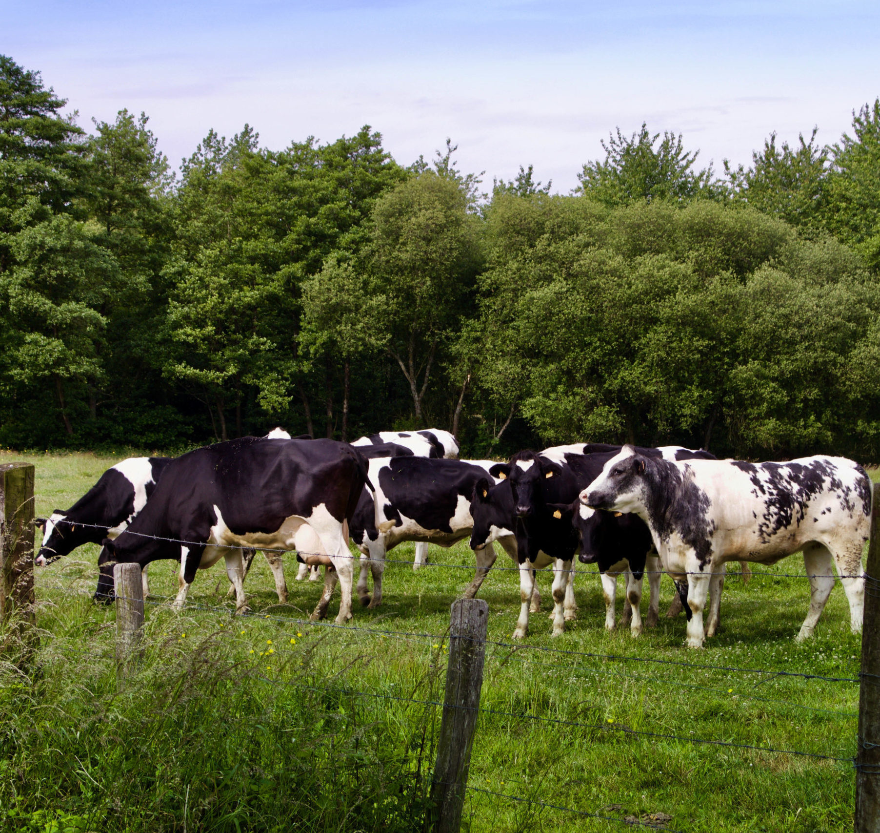 Vaches laitières d'Hervé Loury