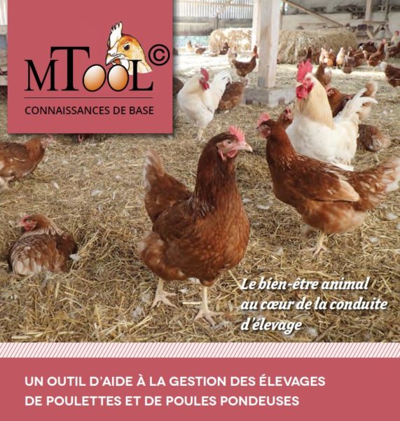 Version française du MTool : bonne pratiques pour limiter le picage en élevage de poules pondeuses