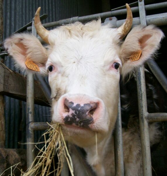 Jolie vache cornue au cornadis - Ferme de la Riglanne, Loire Atlantique