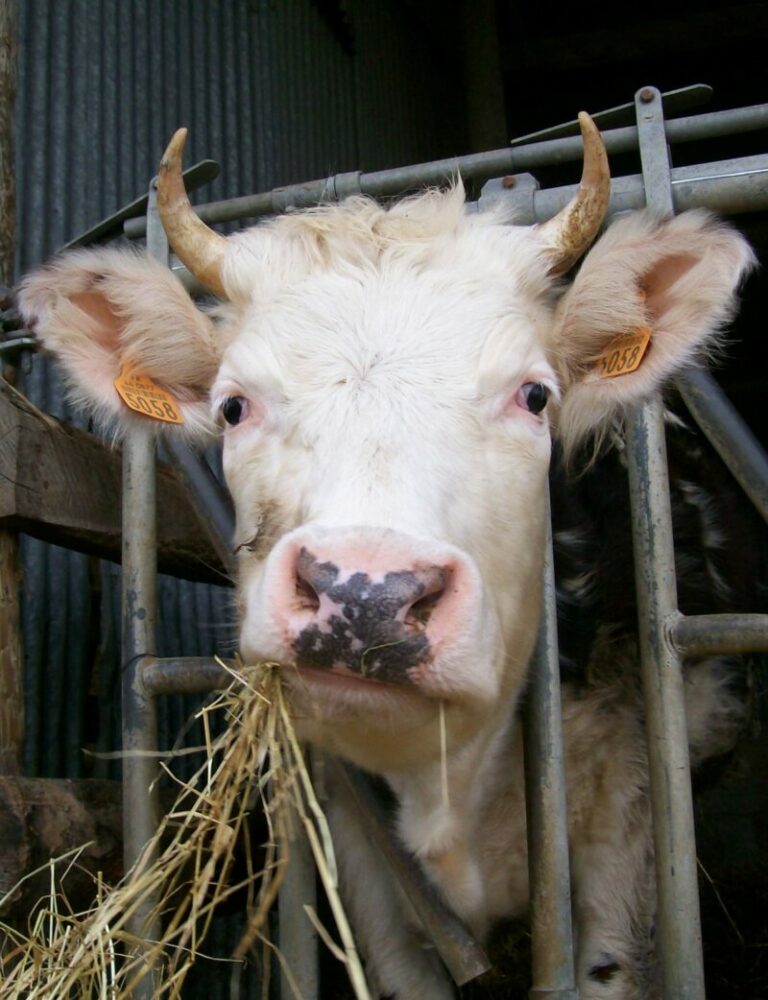 Jolie vache cornue au cornadis - Ferme de la Riglanne, Loire Atlantique